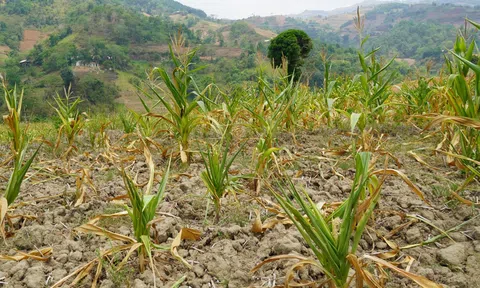 Hạn hán và thiếu nước tiếp tục ảnh hướng tới 80.000ha cây trồng vụ Hè thu và Đông Xuân