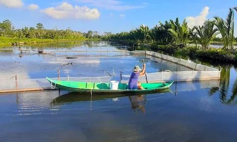 Cà Mau đầu tư 20.000 tỷ đồng phát triển ngành tôm trở thành trung tâm lớn nhất của vùng và cả nước