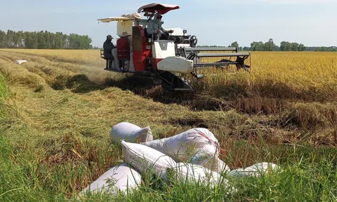 Vụ lúa Đông Xuân được mùa, các tỉnh ĐBSCL chủ động liên kết ổn định giá lúa