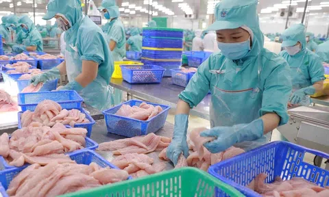 Kim ngạch xuất khẩu cá tra tăng vọt chạm mốc 725 triệu USD