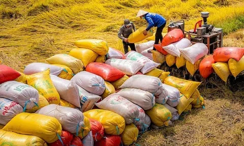 Hoàn thiện hành lang pháp lý cho hoạt động xuất khẩu gạo bền vững, minh bạch
