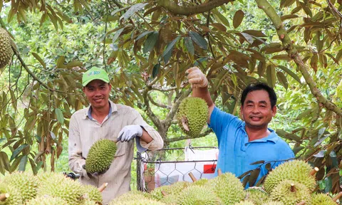 Sầu riêng năng suất giảm tới 50% nhà vườn vẫn thu lãi tiền tỷ