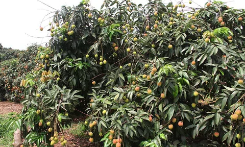 Kết nối đưa 15.500 tấn vải thiều Tân Yên tới thị trường trong nước và xuất khẩu