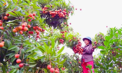 Du lịch vườn vải thiều Thanh Hà trong hành trình khám phá văn hóa của đất và người xứ Đông