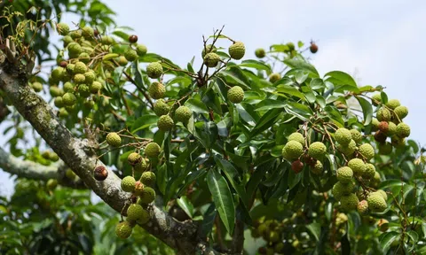 'Thủ phủ' vải thiều Lục Ngạn mất mùa chưa từng có, năng suất giảm 50%