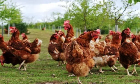 Phúc lợi động vật nhân tố thúc đẩy phát triển chăn nuôi bền vững và xuất khẩu