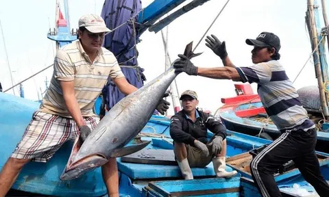 Hàn Quốc hỗ trợ Việt Nam trong nỗ lực gỡ thẻ vàng IUU, phát triển thủy sản bền vững
