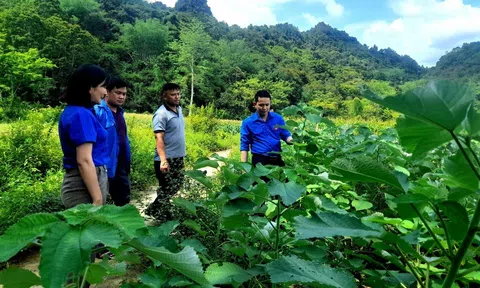 Mô hình kinh tế xanh còn gặp nhiều khó khăn do chưa hoàn thiện về hành lang pháp lý