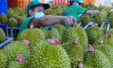 Xuất khẩu rau quả tiếp tục tăng vọt, kỳ vọng giữ 'phong độ' tạo kỳ tích trong năm 2024