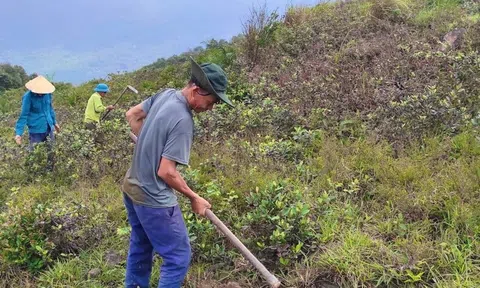 Khơi thông chính sách trồng rừng để tránh tình trạng 'có tiền nhưng không tiêu được'