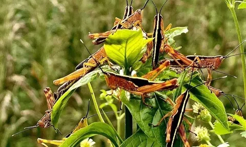 Cao Bằng công bố dịch châu chấu tre gây hại cây rừng và cây trồng nông nghiệp