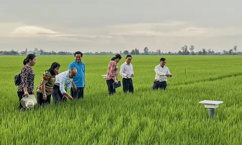 Viện Nghiên cứu Lúa quốc tế sẽ đẩy mạnh hỗ trợ Việt Nam xây dựng các tiêu chuẩn gạo chất lượng cao