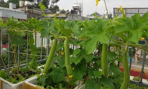 Tăng trưởng xanh cần gia tăng giá trị kép và tạo lực đẩy phát triển nông nghiệp đô thị