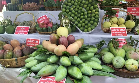 Thủ phủ xoài Yên Châu mở hội, náo nhiệt với cuộc thi hái xoài trên cây cổ thụ và bịt mắt hái xoài