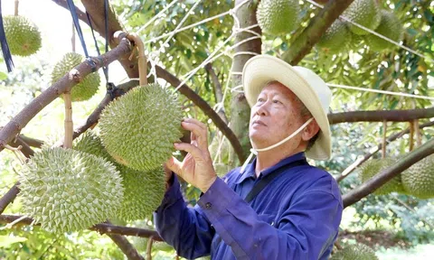 Cuối kỳ thu hoạch sầu riêng, nhà vườn kém vui vì ít trái giá cả bấp bênh