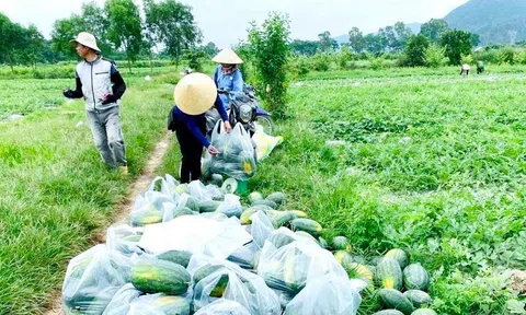Dưa hấu xuất khẩu chính ngạch, kỳ vọng thoát nỗi lo giải cứu