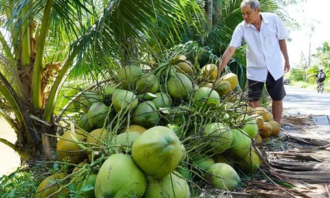 Doanh nghiệp phấn khởi khi sắp hoàn tất thủ tục xuất khẩu dừa tươi sang Trung Quốc