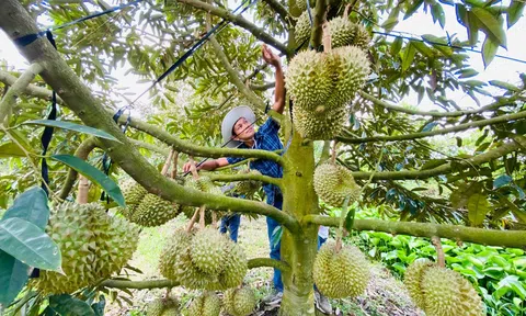 Xuất khẩu sầu riêng cần phá thế 'độc đạo' và chuyên nghiệp hóa chuỗi liên kết