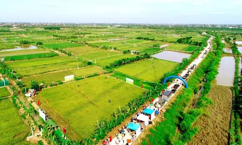 'Ngày hội lúa rươi hữu cơ' ở Hải Dương tôn vinh giá trị nông nghiệp vị nhân sinh
