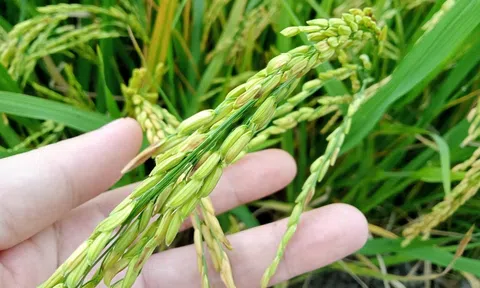 Mô hình “Canh tác lúa bền vững hướng đến tương lai” giảm phát thải, hiệu quả kinh tế tăng 54%