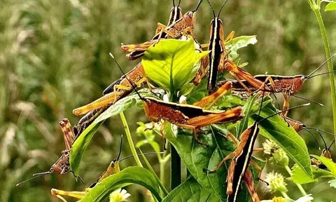 Châu chấu tre đã xuất hiện ở 11 địa phương, có nguy cơ gây hại nghiêm trọng