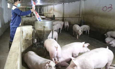 Tốn trăm triệu khi thực hiện kiểm kê khí nhà kính, hàng nghìn trang trại như "ngồi trên đống lửa"