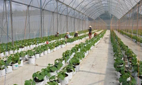 Tây Ninh ứng dụng công nghệ cao theo hướng tăng trưởng xanh để thu hút đầu tư vào nông nghiệp