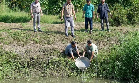 Cà Mau bảo tồn và phát triển nguồn lợi cá đồng tạo bước chuyển tăng trưởng xanh trong nông nghiệp