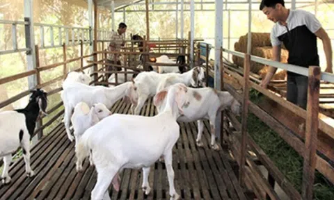 Nông dân tăng lợi nhuận gần gấp đôi nhờ phương thức "Chuỗi sản xuất nông nghiệp tuần hoàn”