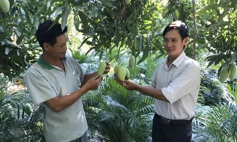 Vĩnh Long mở đường cho nông sản xuất khẩu nhờ đẩy mạnh cấp mã số vùng trồng