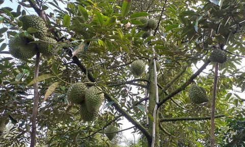 Trồng sầu riêng hữu cơ ứng phó với hạn mặn, nhà vườn Bến Tre thu 3 tỷ đồng/ha