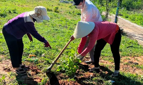 Trồng trọt bền vững cần có giải pháp cải thiện “sức khỏe” cho đất