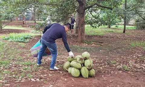 'Thủ phủ' trái cây Đồng Nai thu hoạch rộ sầu riêng, nhà vườn phấn chấn vì được giá