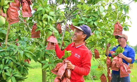 Vùng xoài chất lượng cao An Giang tìm lời giải bài toán liên kết thúc đẩy xuất khẩu