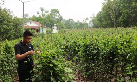 Khi hợp tác xã đóng vai trò đầu tàu liên kết đã nâng tầm giá trị nông sản trên thị trường