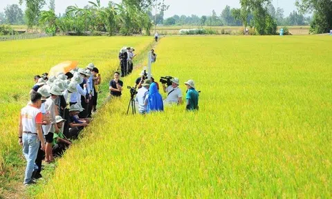 Trồng lúa chất lượng cao, giảm phát thải đem lại giá trị kép cho hạt gạo Việt