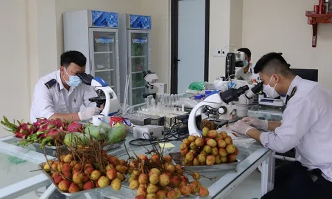 Trong 5 tháng có gần 1,2 triệu tấn hoa quả tươi xuất khẩu qua cửa khẩu ở Lạng Sơn