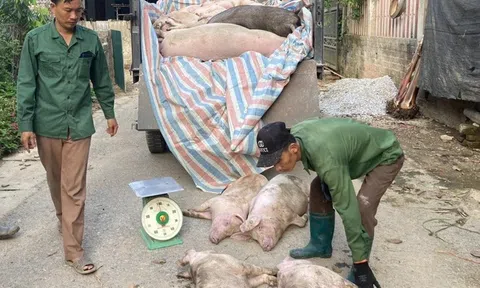 Thủ tướng Chính phủ chỉ đạo tập trung phòng, chống dịch bệnh gia súc, gia cầm