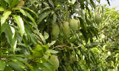 Những trái xoài chất lượng cao đất Tây Đô vượt nửa vòng trái đất đến thị trường Mỹ