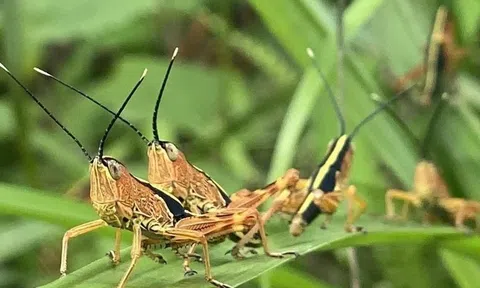 Nguy cơ châu chấu tre phát sinh, lây lan gây hại diện rộng cuối vụ Xuân và vụ Mùa ở Lạng Sơn