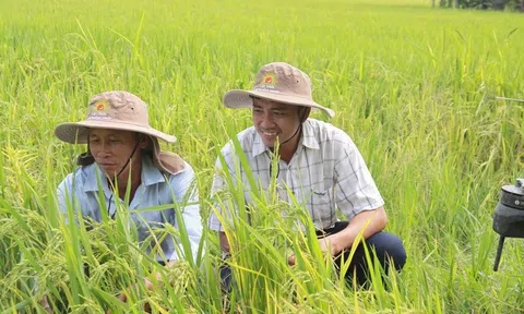 Ứng dụng công nghệ giảm phát thải, hướng tới mô hình kiểu mẫu về nông nghiệp tuần hoàn lúa gạo