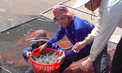 Nuôi tôm công nghệ cao tránh rủi ro, nhưng mối lo rớt giá khiến nông dân thấp thỏm