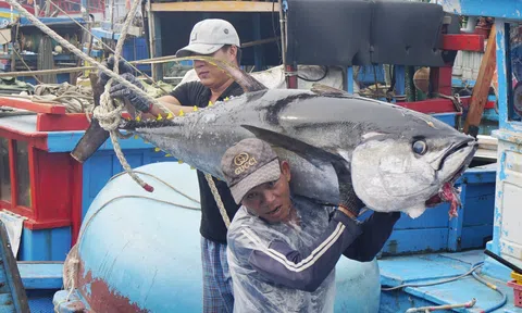 Cá ngừ Việt Nam nỗ lực hoàn thiện nhiều tiêu chí xuất khẩu