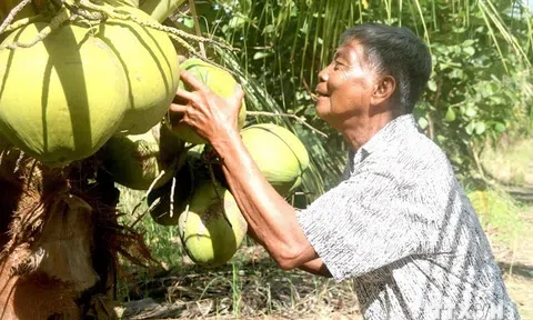 Tỉnh Trà Vinh hướng đến khai thác tín chỉ carbon từ 27.390ha dừa