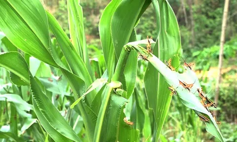 Bắc Giang chủ động phát hiện, phòng trừ châu chấu tre
