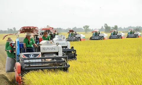 Bước đột phá từ mô hình sản xuất lúa gạo phát thải thấp gắn với tăng trưởng xanh ở An Giang