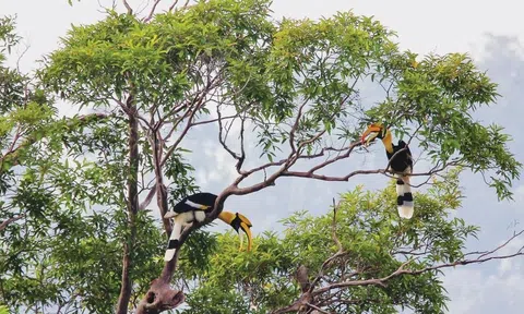 Vườn quốc gia đầu tiên tại Việt Nam đạt danh hiệu Danh lục Xanh IUCN