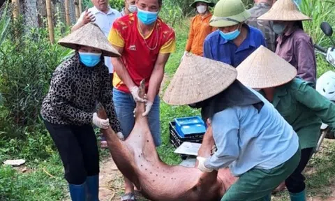 Bộ Nông nghiệp và Phát triển nông thôn chỉ đạo triển khai quyết liệt phòng, chống Dịch tả lợn châu Phi