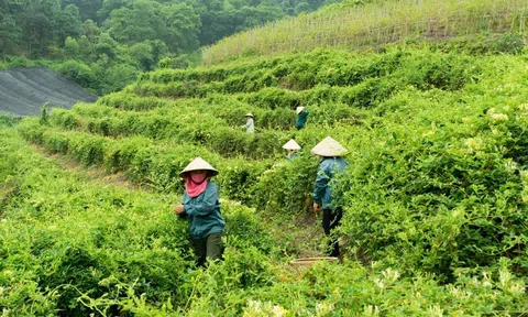 Hà Nội quy hoạch và tăng cường liên kết trong phát triển cây dược liệu