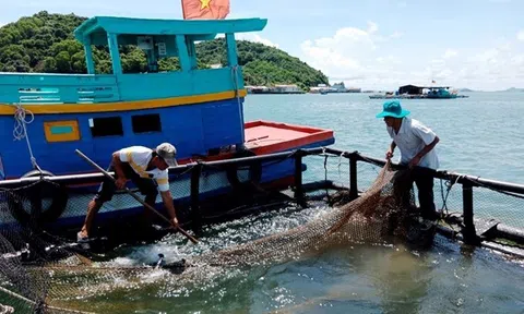 Chuyển đổi nuôi cá sang lồng nhựa vừa bảo vệ môi trường vừa tăng thu nhập hàng trăm triệu đồng
